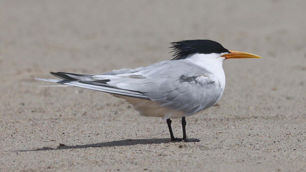 Elegant Tern - Alistair Skinner