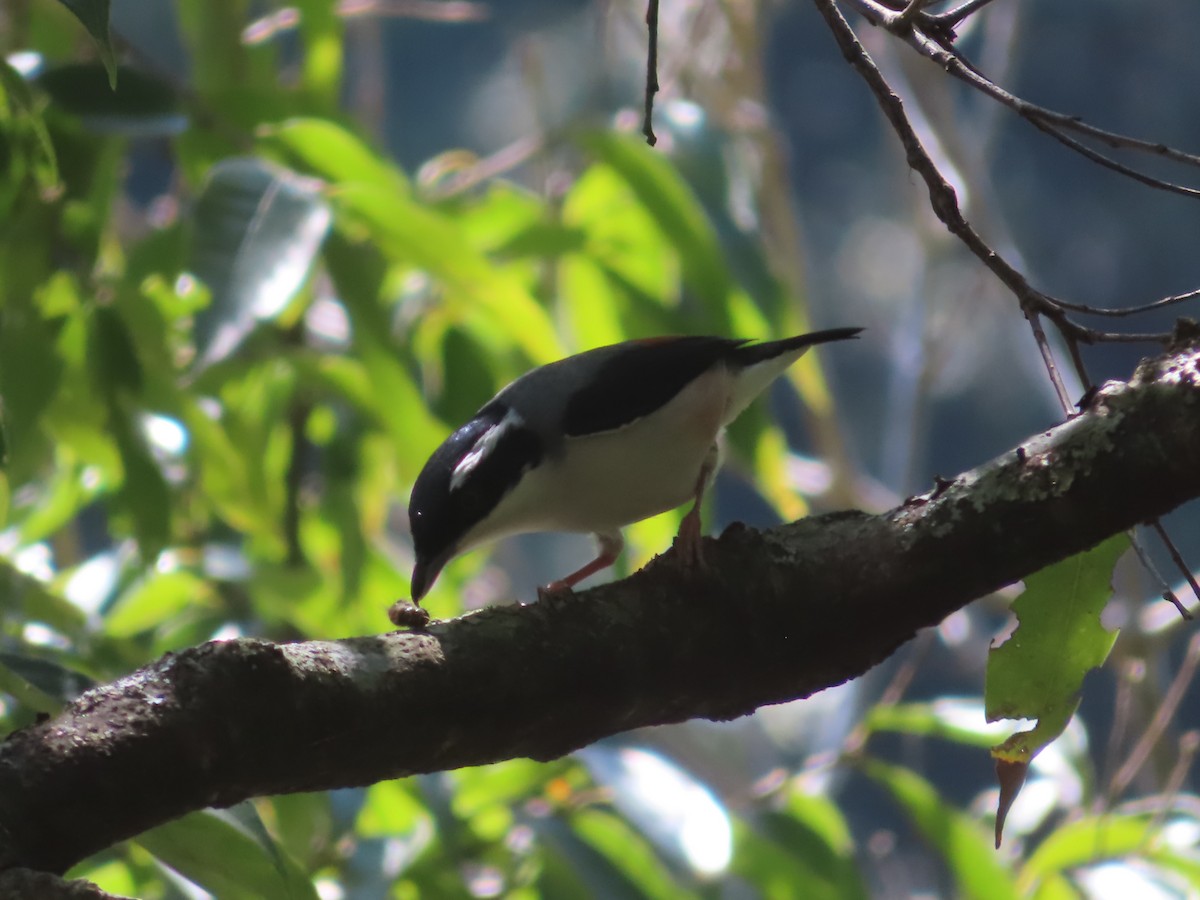 White-browed Shrike-Babbler - ML617404791