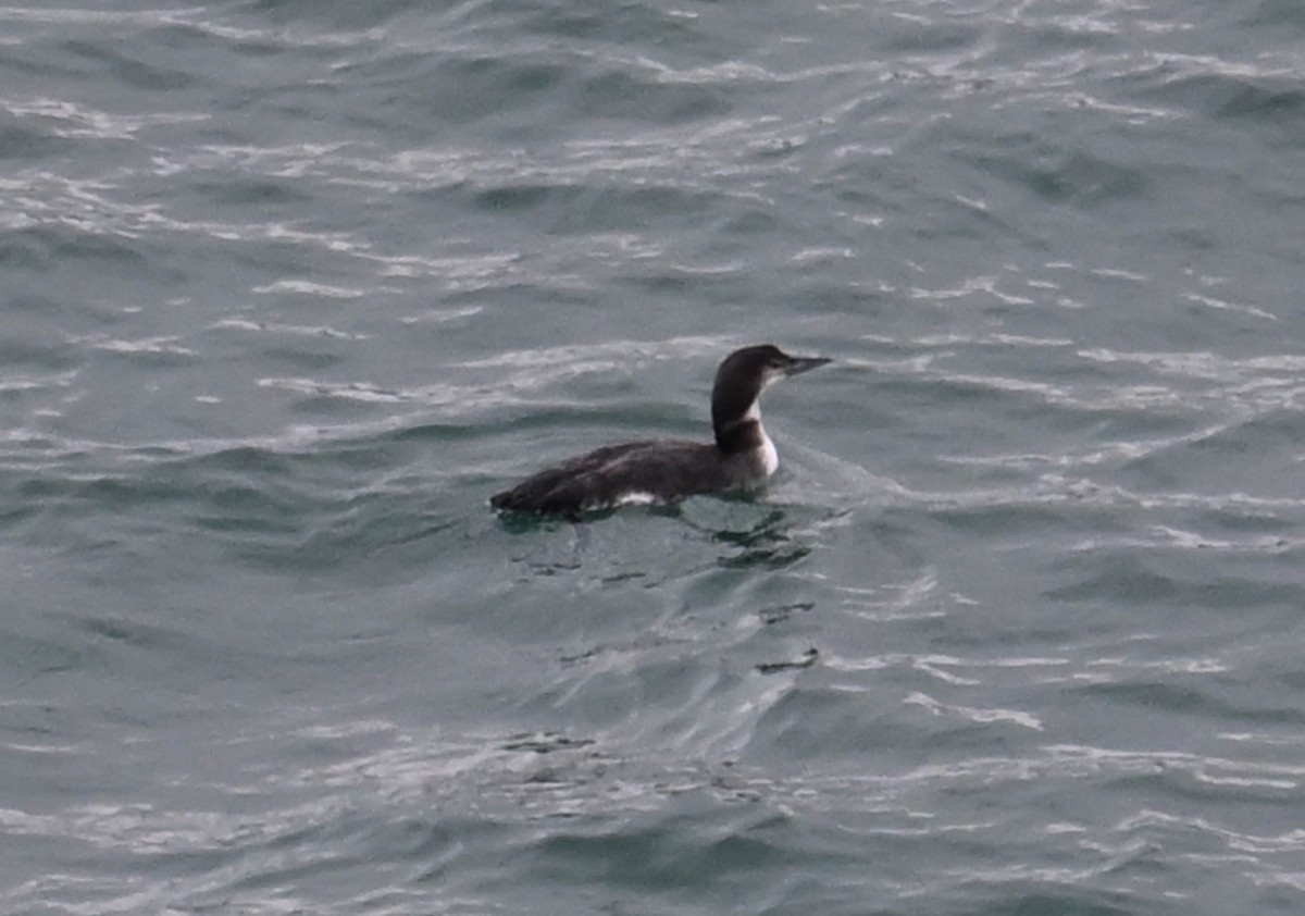 Common Loon - ML617404797