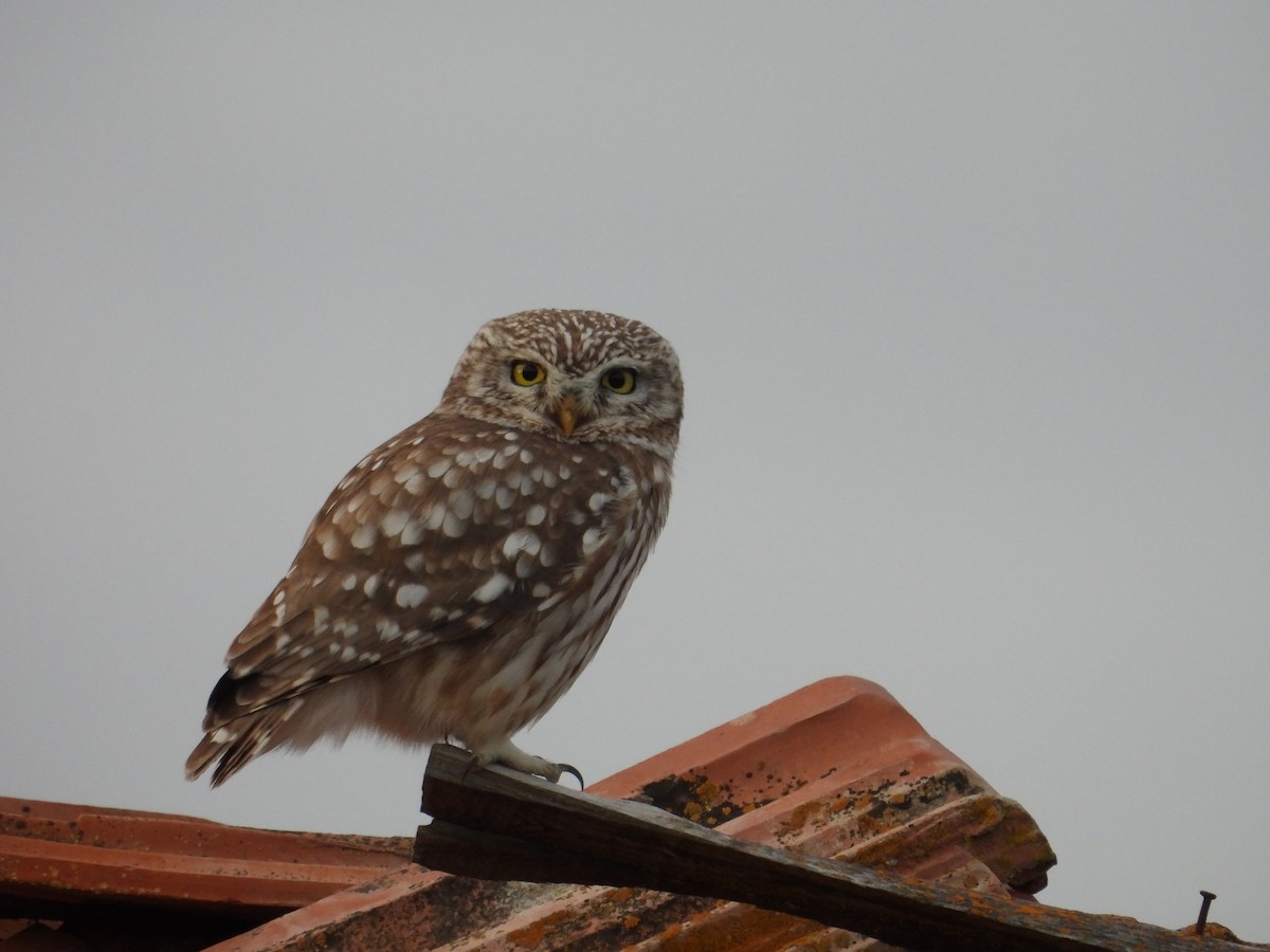 Little Owl - Murat Akkaya