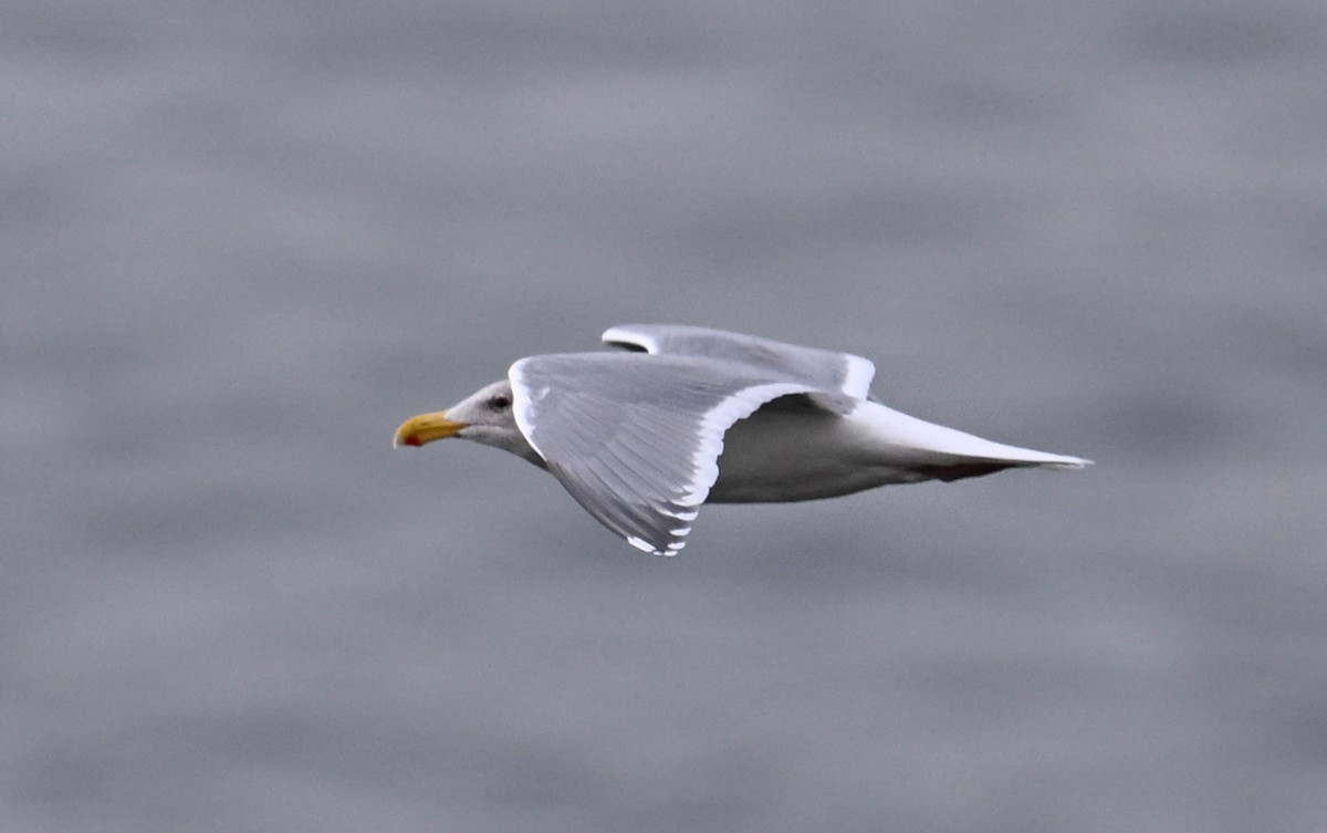 Western x Glaucous-winged Gull (hybrid) - ML617404817