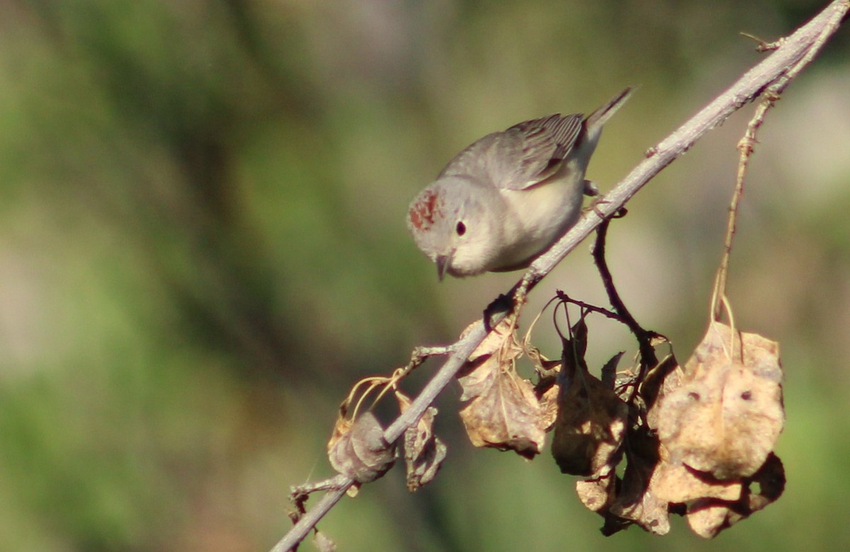 Lucy's Warbler - Tommy DeBardeleben