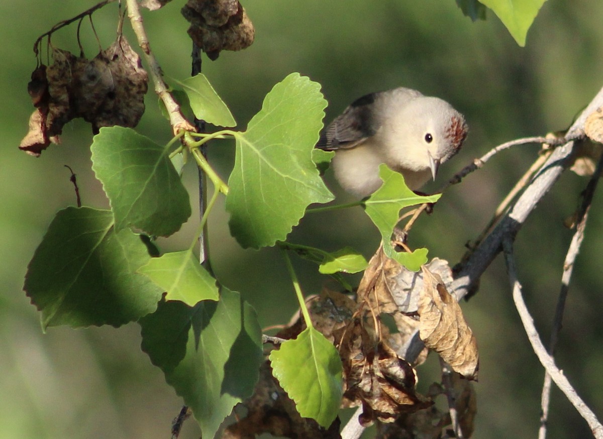 Lucy's Warbler - ML617404851