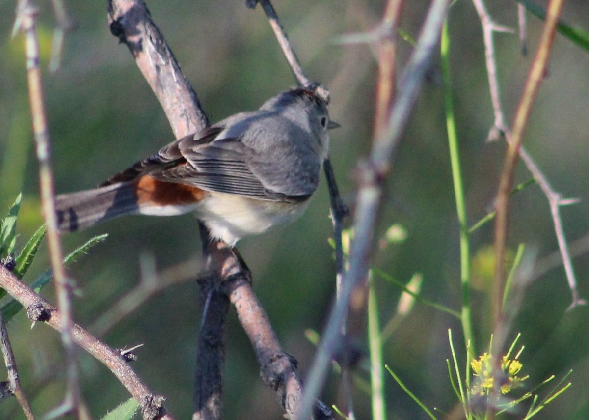 Lucy's Warbler - Tommy DeBardeleben