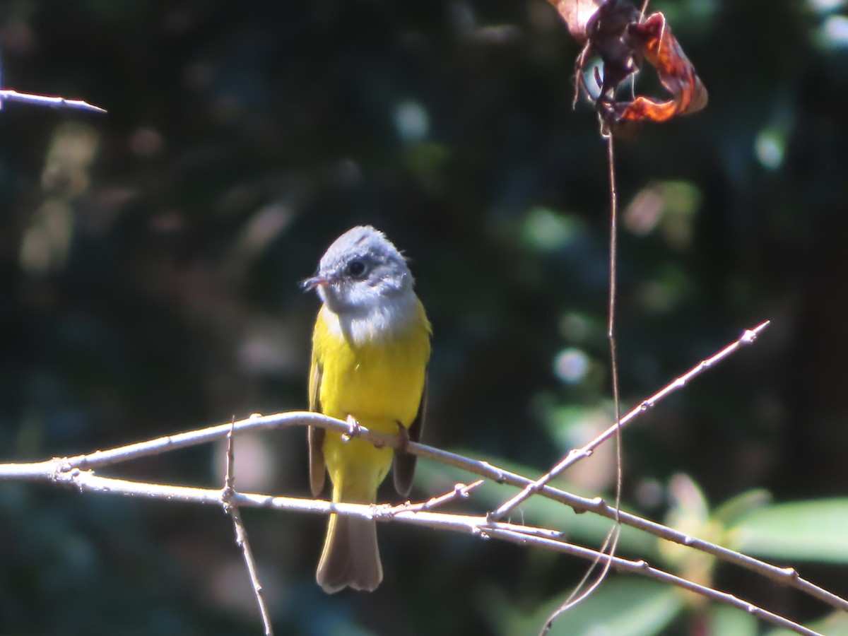 Gray-headed Canary-Flycatcher - ML617404871