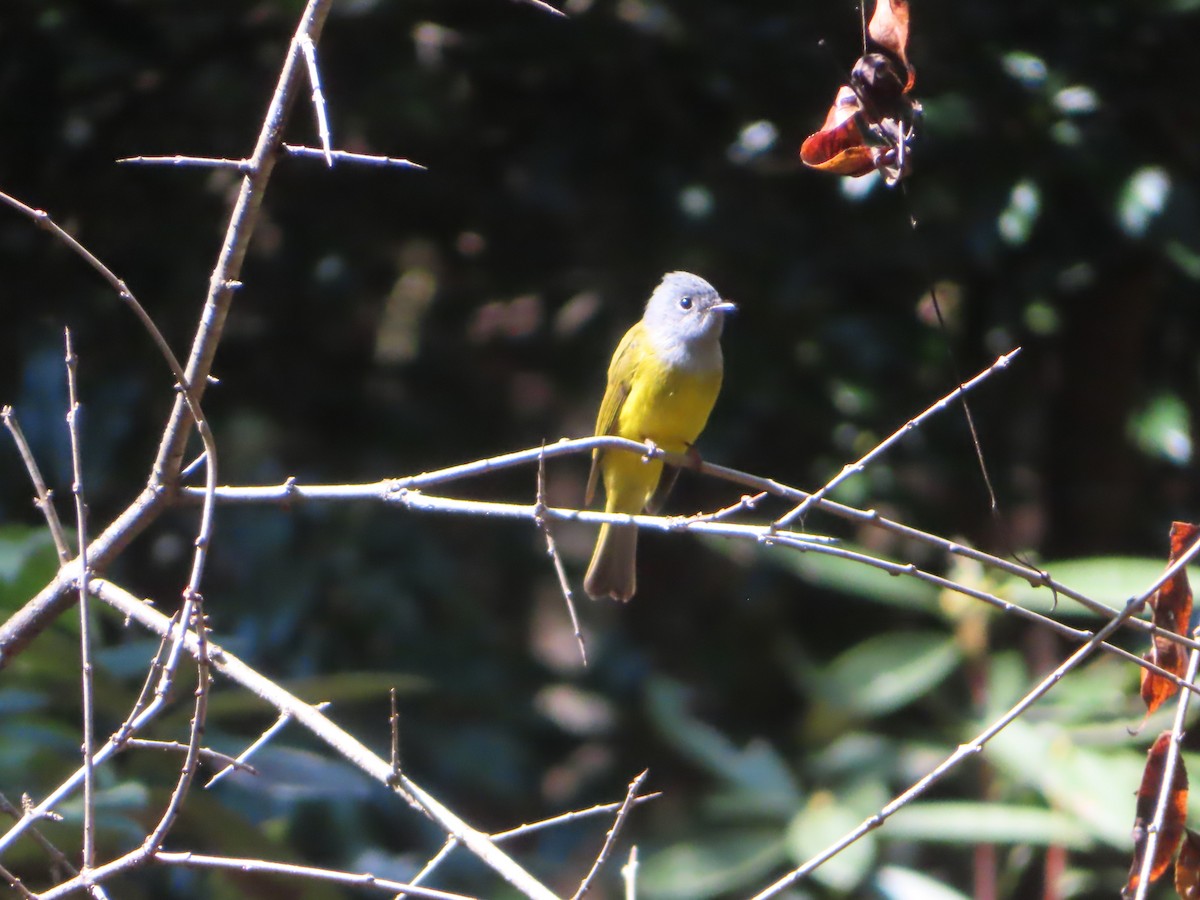 Gray-headed Canary-Flycatcher - J.A. Jensen
