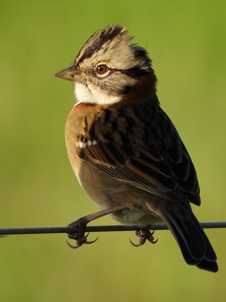 Rufous-collared Sparrow - ML617404880