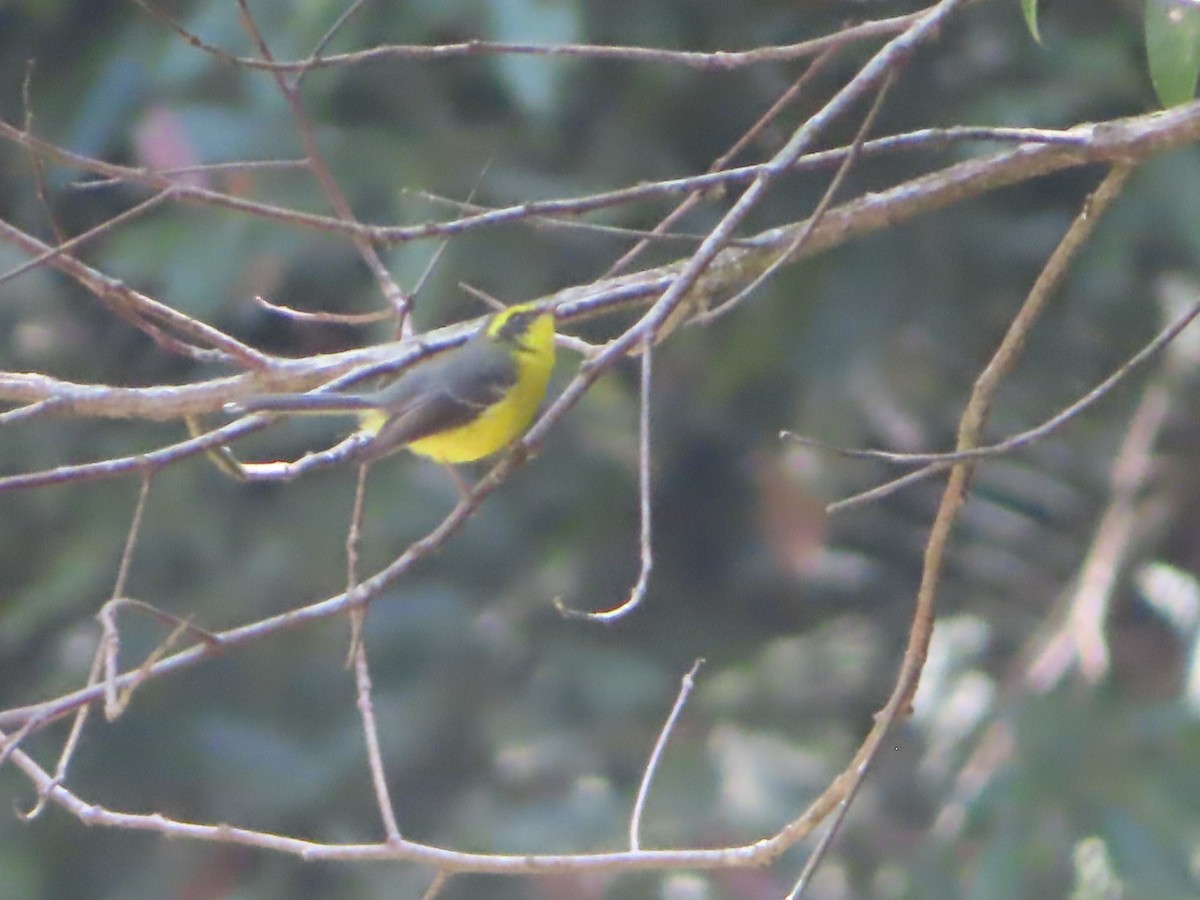 Yellow-bellied Fairy-Fantail - ML617404896