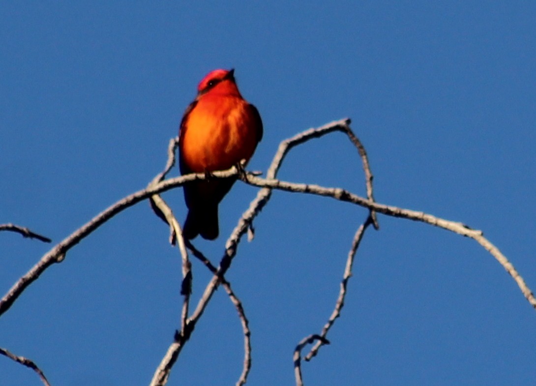 Vermilion Flycatcher - ML617404914