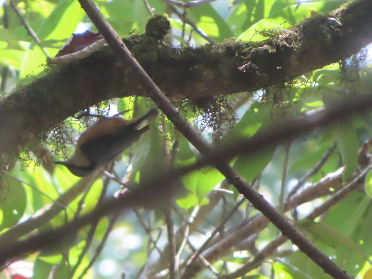 Chestnut-bellied Nuthatch - ML617404916