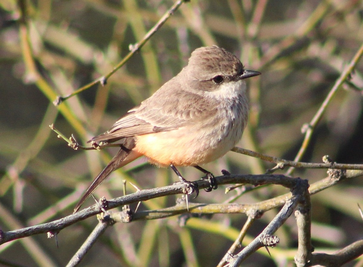 Vermilion Flycatcher - ML617404918