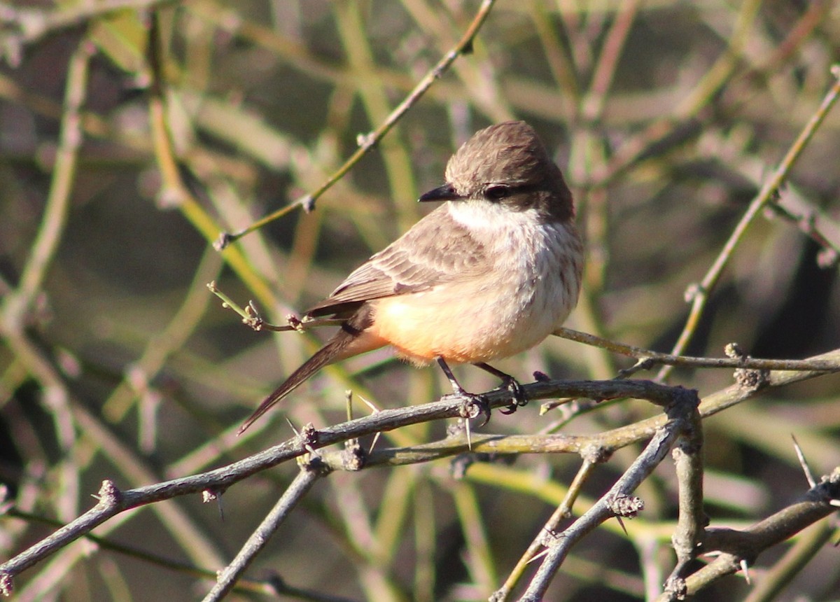 Vermilion Flycatcher - ML617404920