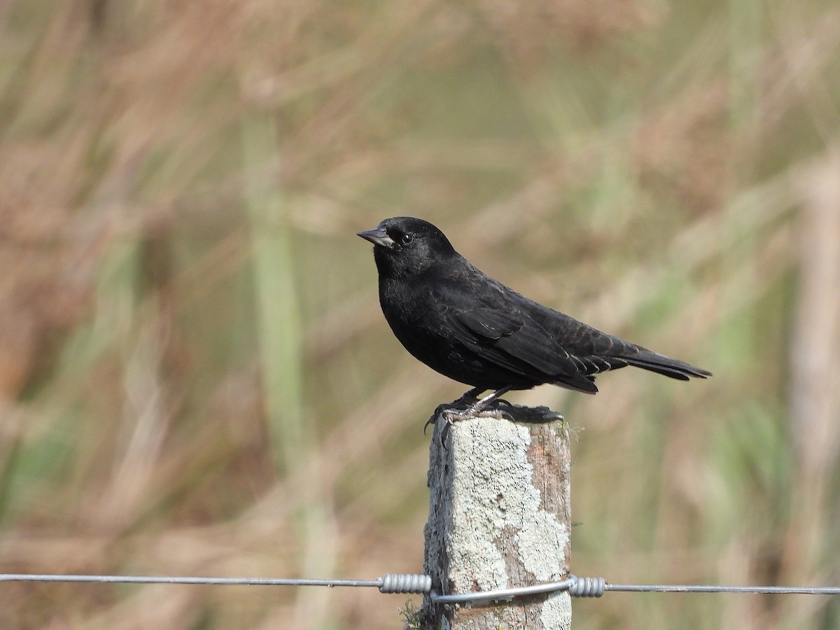 Yellow-winged Blackbird - ML617404940