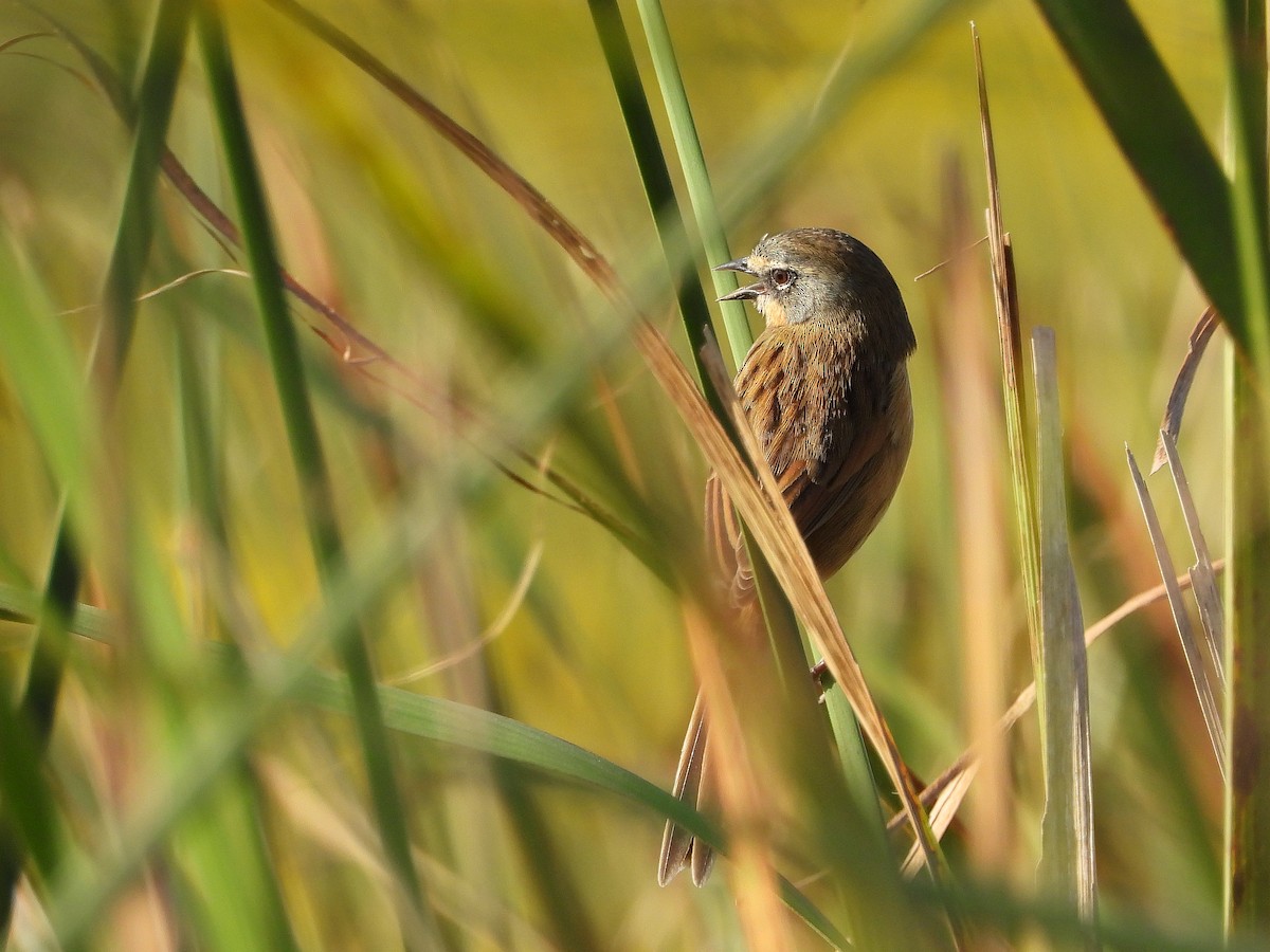 Long-tailed Reed Finch - ML617404989