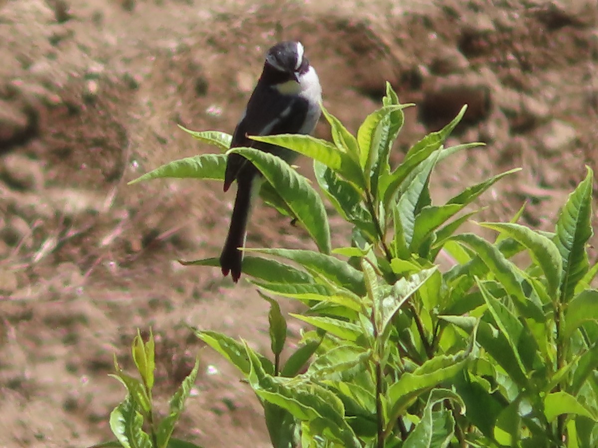 Gray Bushchat - ML617404996