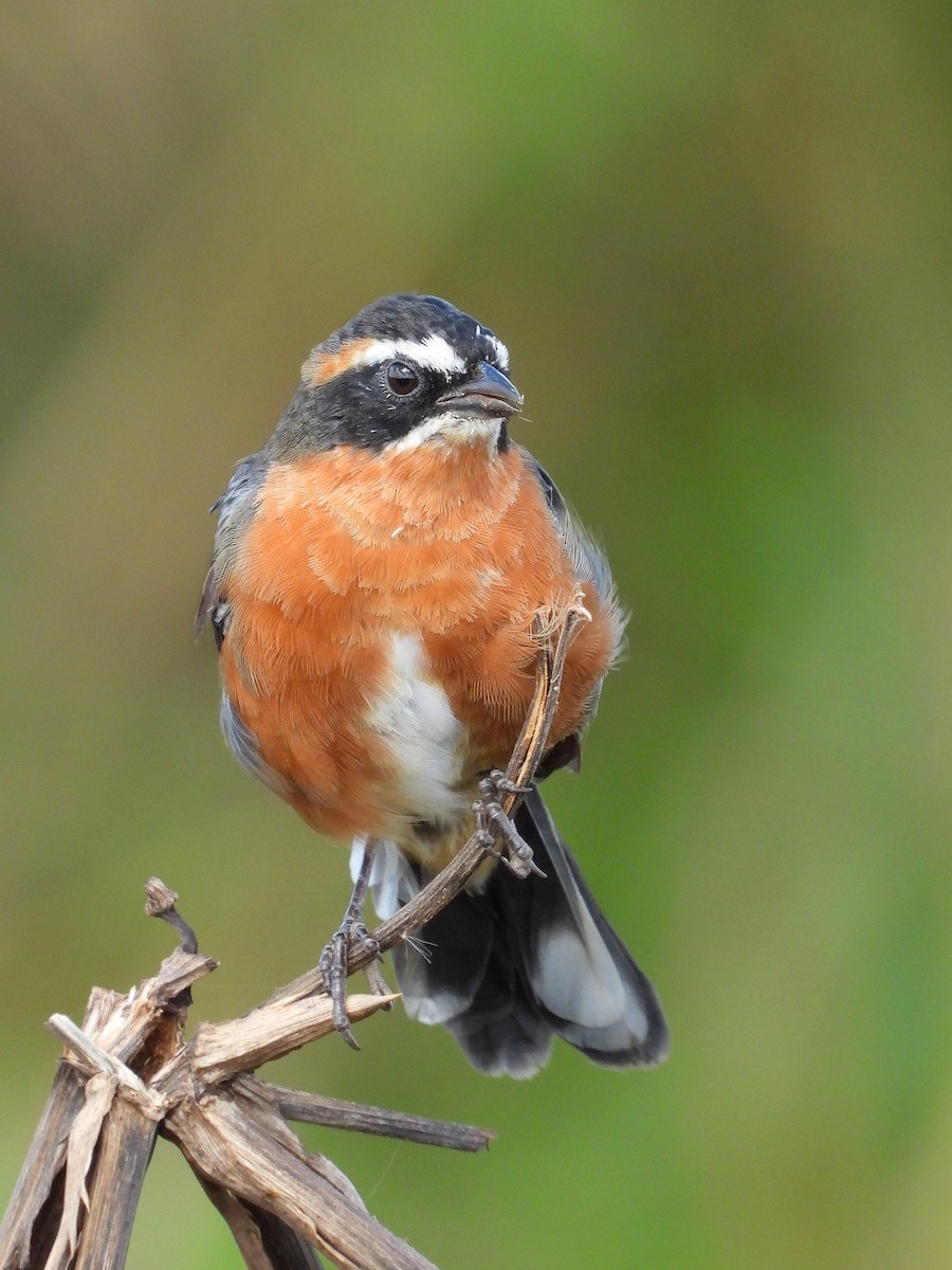 Black-and-rufous Warbling Finch - ML617405019