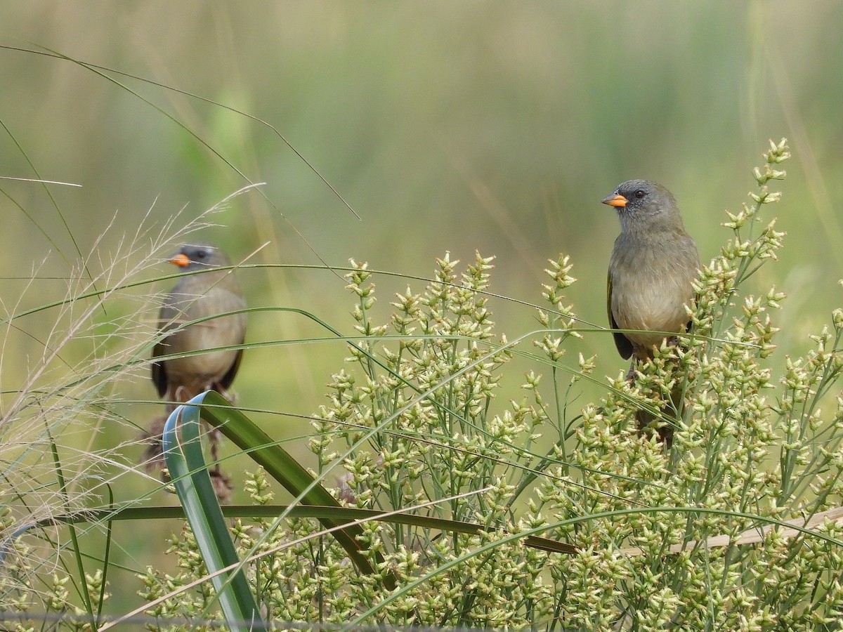 Great Pampa-Finch - ML617405066