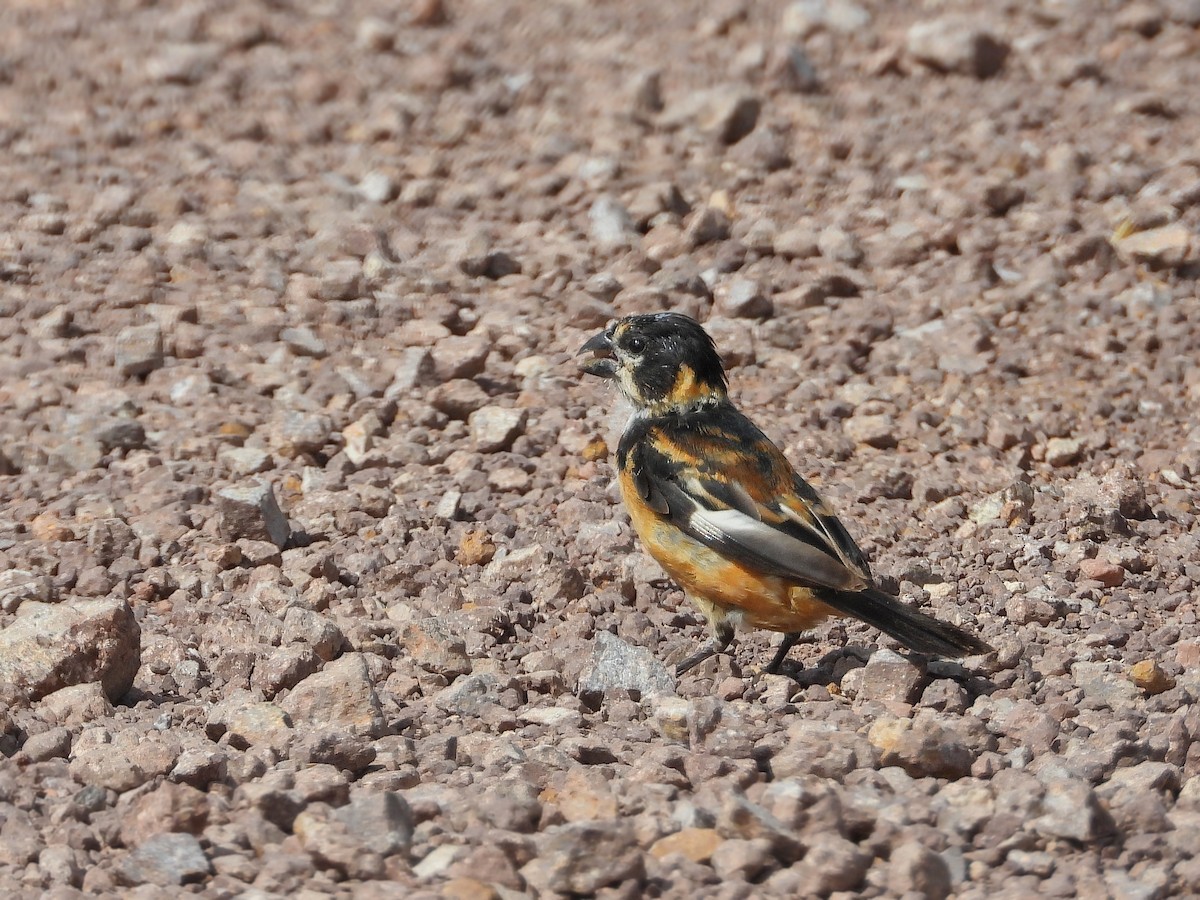 Rusty-collared Seedeater - Alvaro Perez Tort