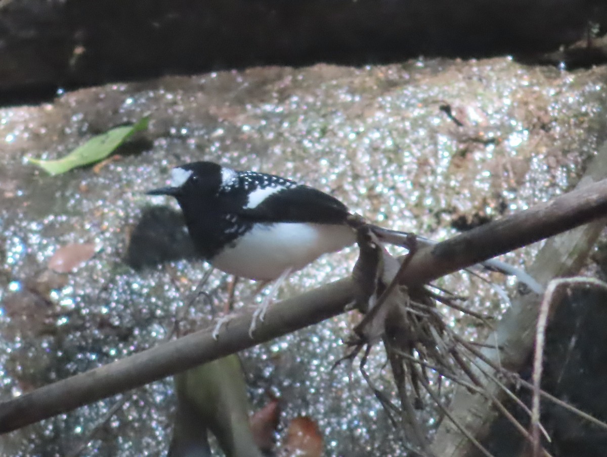 Spotted Forktail - ML617405081