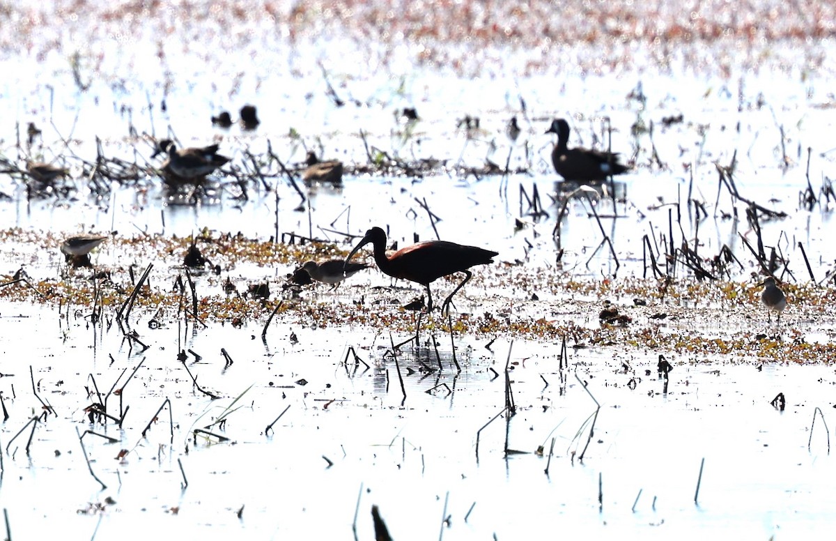 Glossy Ibis - Keith McMullen