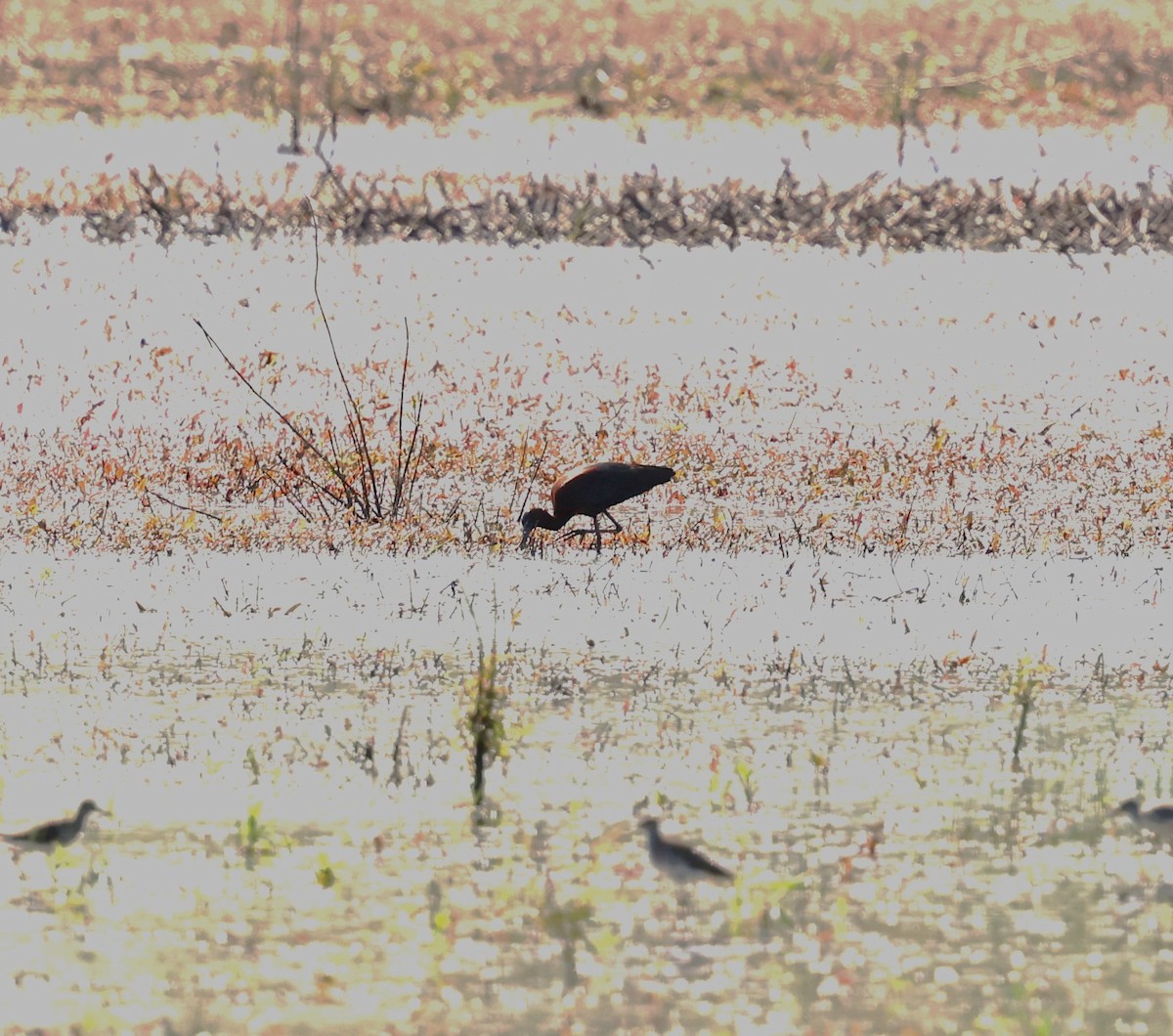 Glossy Ibis - Keith McMullen