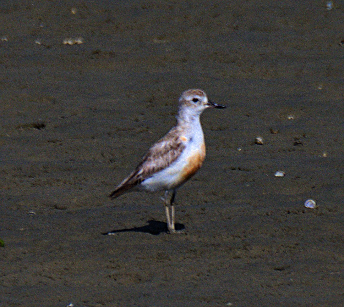 Red-breasted Dotterel - ML617405112