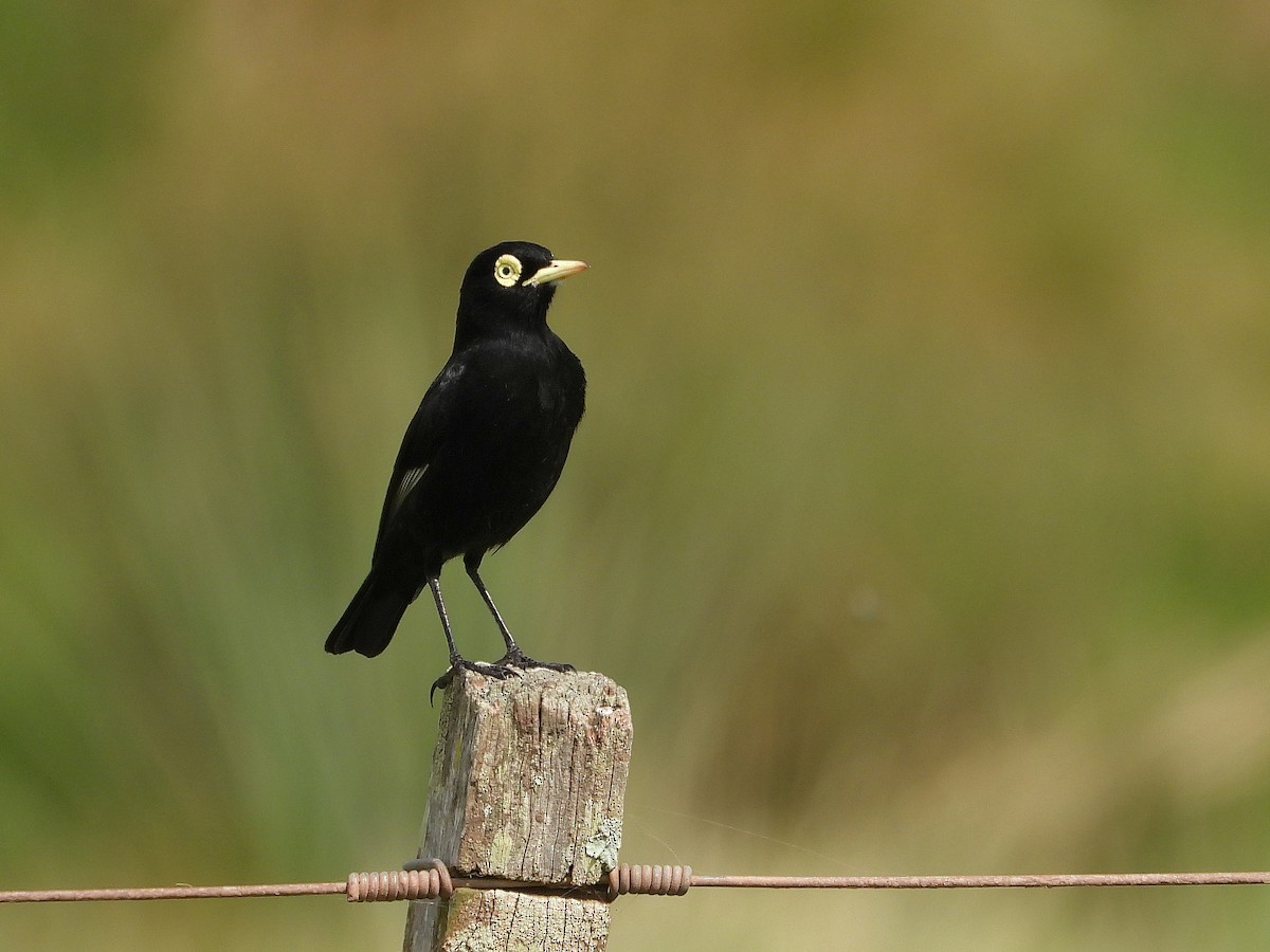 Spectacled Tyrant - ML617405115