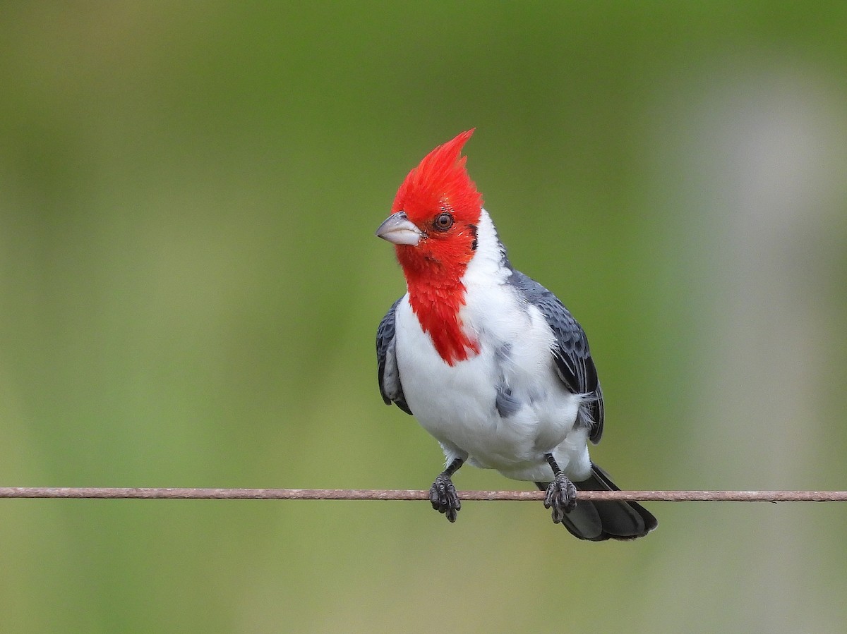Red-crested Cardinal - ML617405165