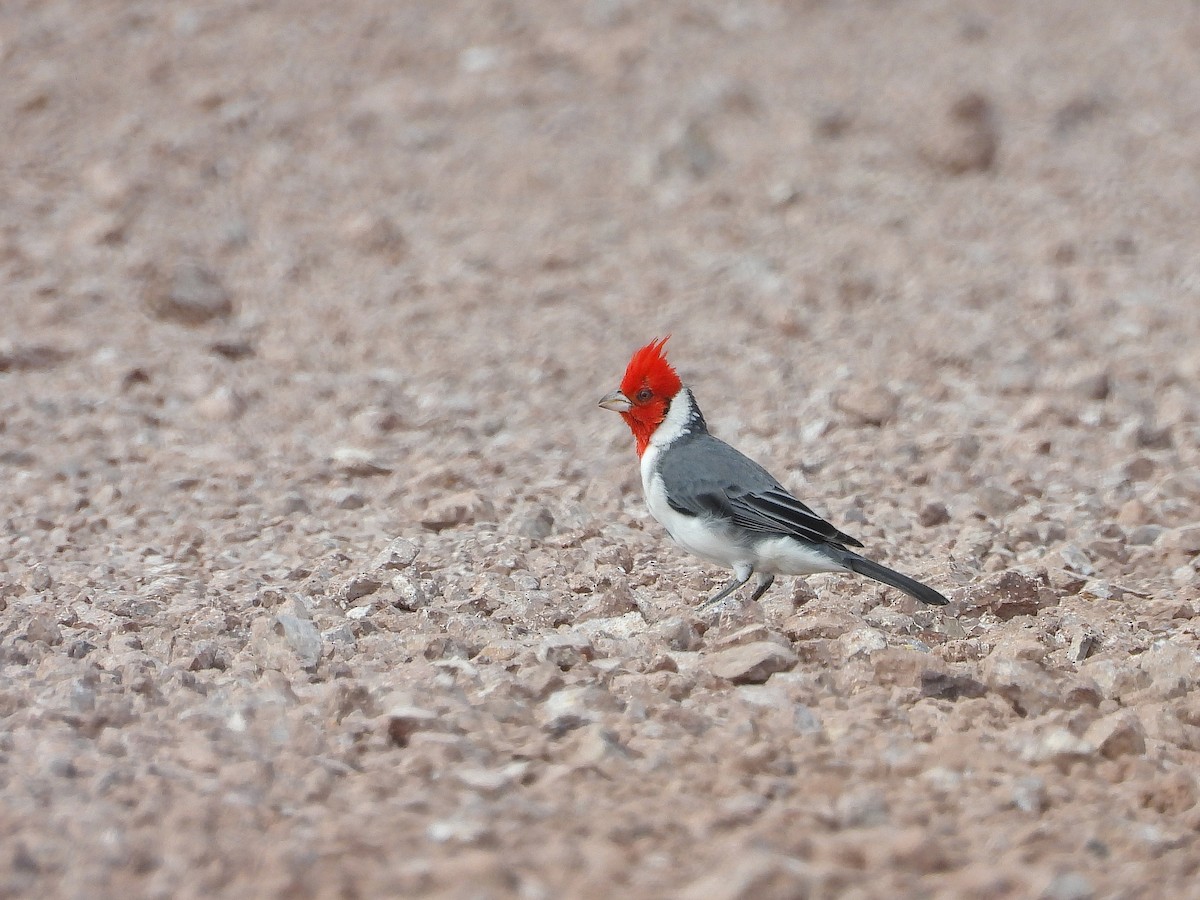 Red-crested Cardinal - ML617405166