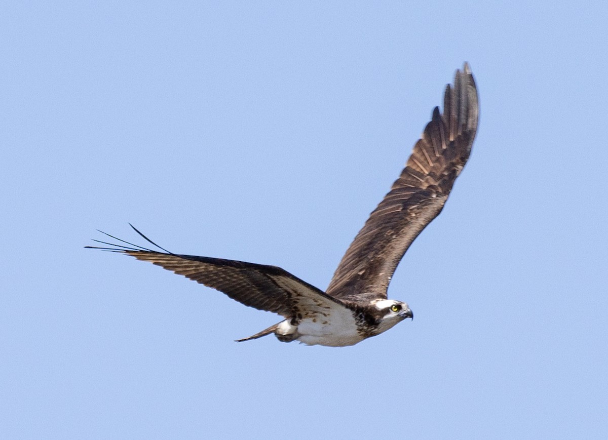 Osprey - Robert Bochenek