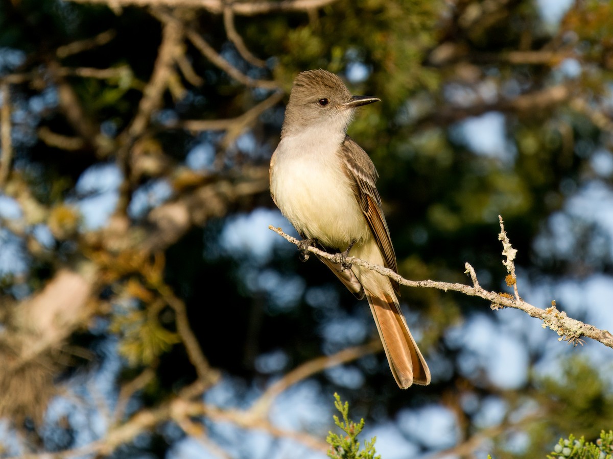 Ash-throated Flycatcher - ML617405189