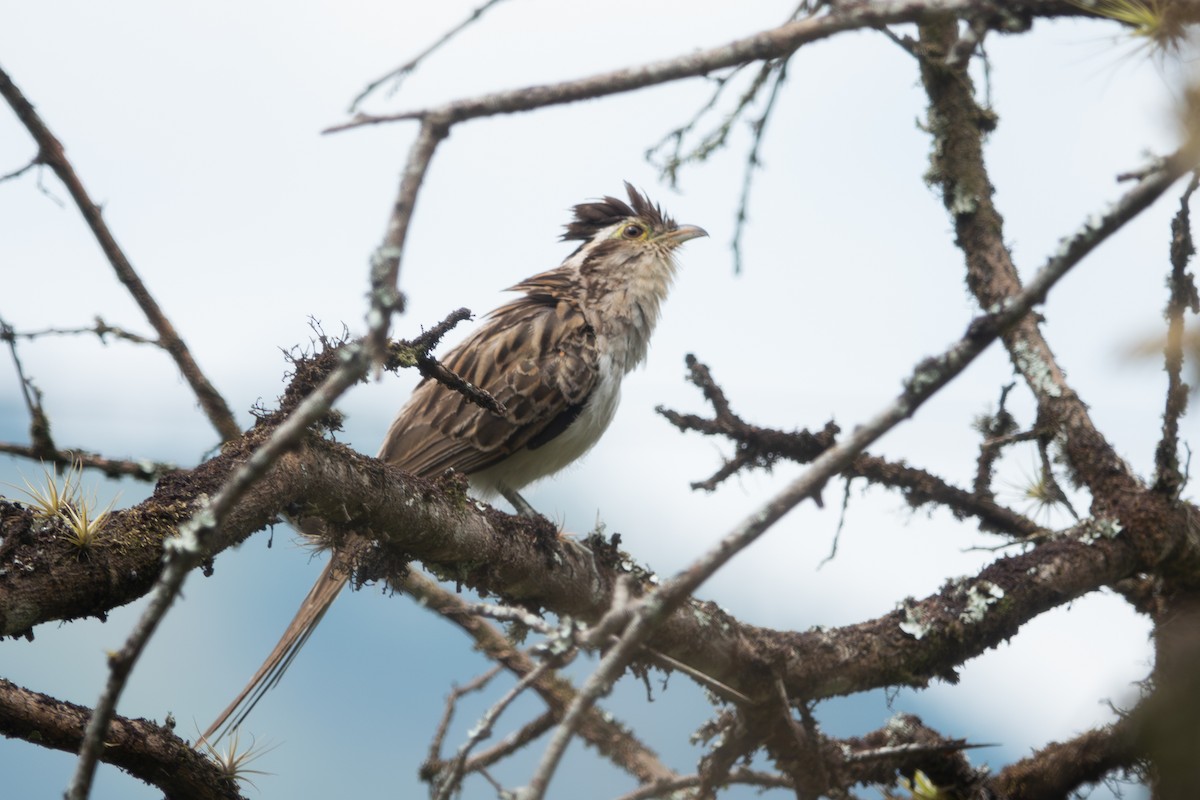 Striped Cuckoo - ML617405231