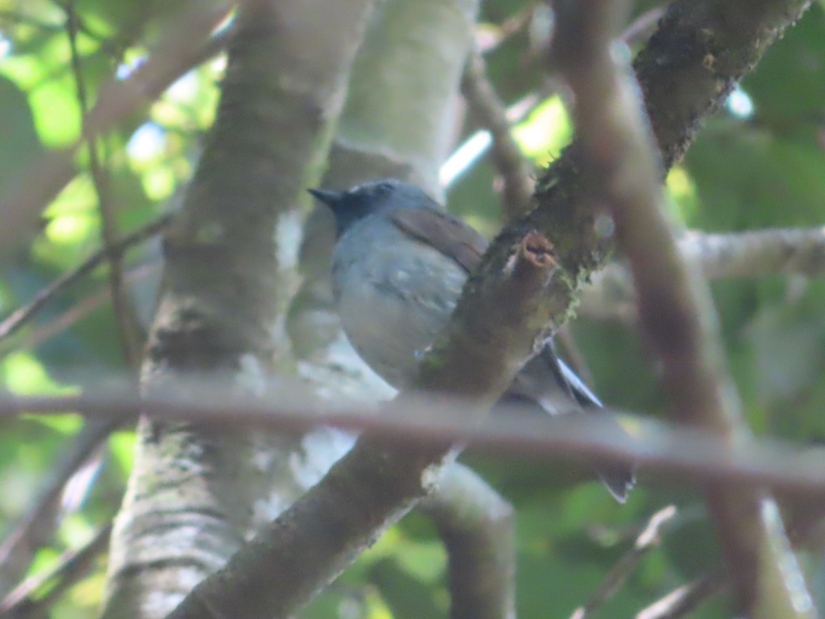 Slaty-blue Flycatcher - ML617405265