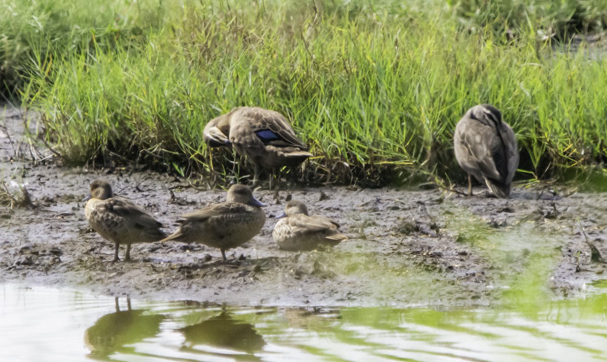 Pacific Black Duck - Rebel Warren and David Parsons