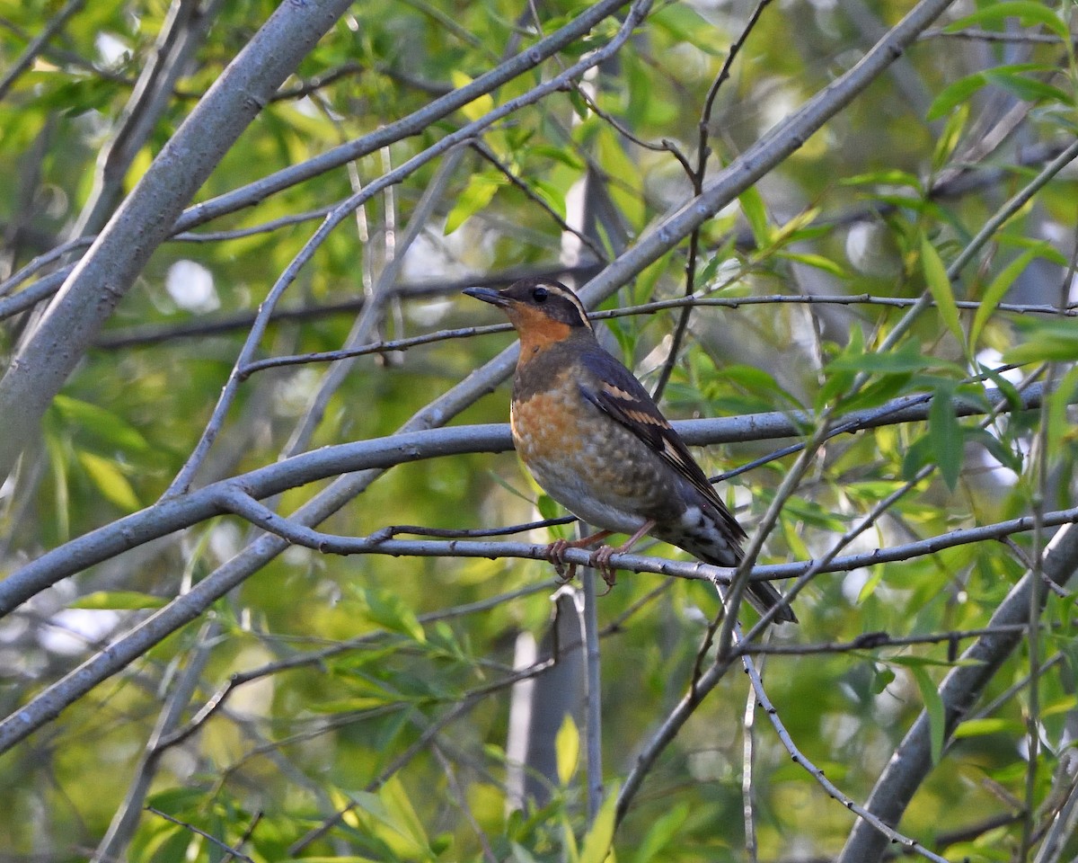 Varied Thrush - ML617405282