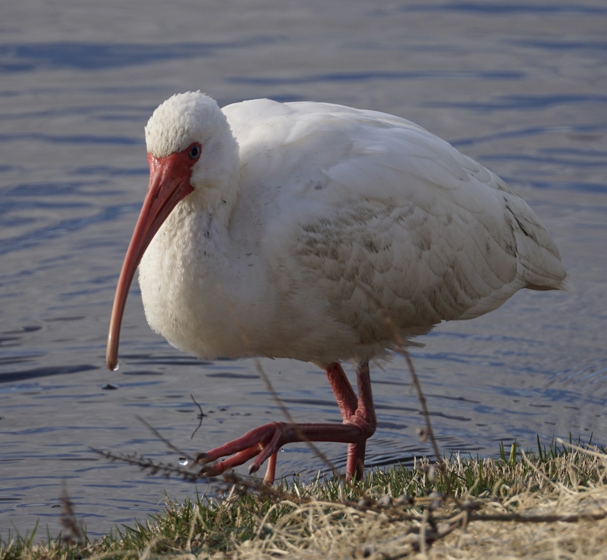 ibis bílý - ML617405370