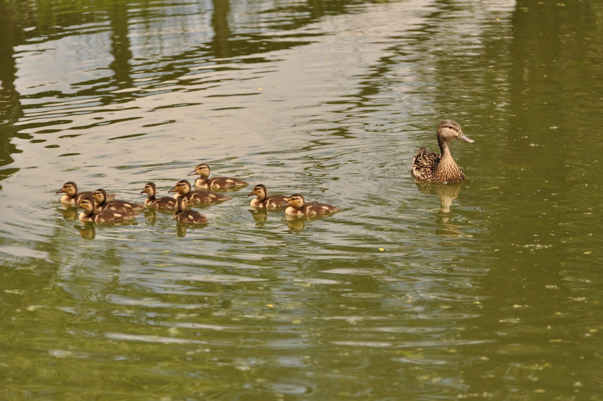 Mallard - Abigail Duvall