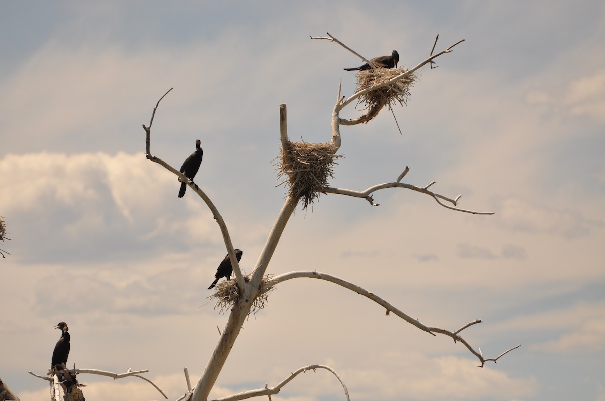 Double-crested Cormorant - Abigail Duvall