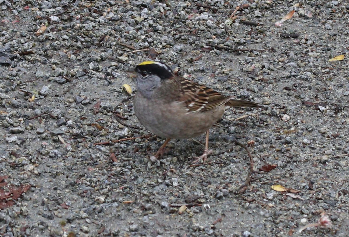 Golden-crowned Sparrow - ML617405405