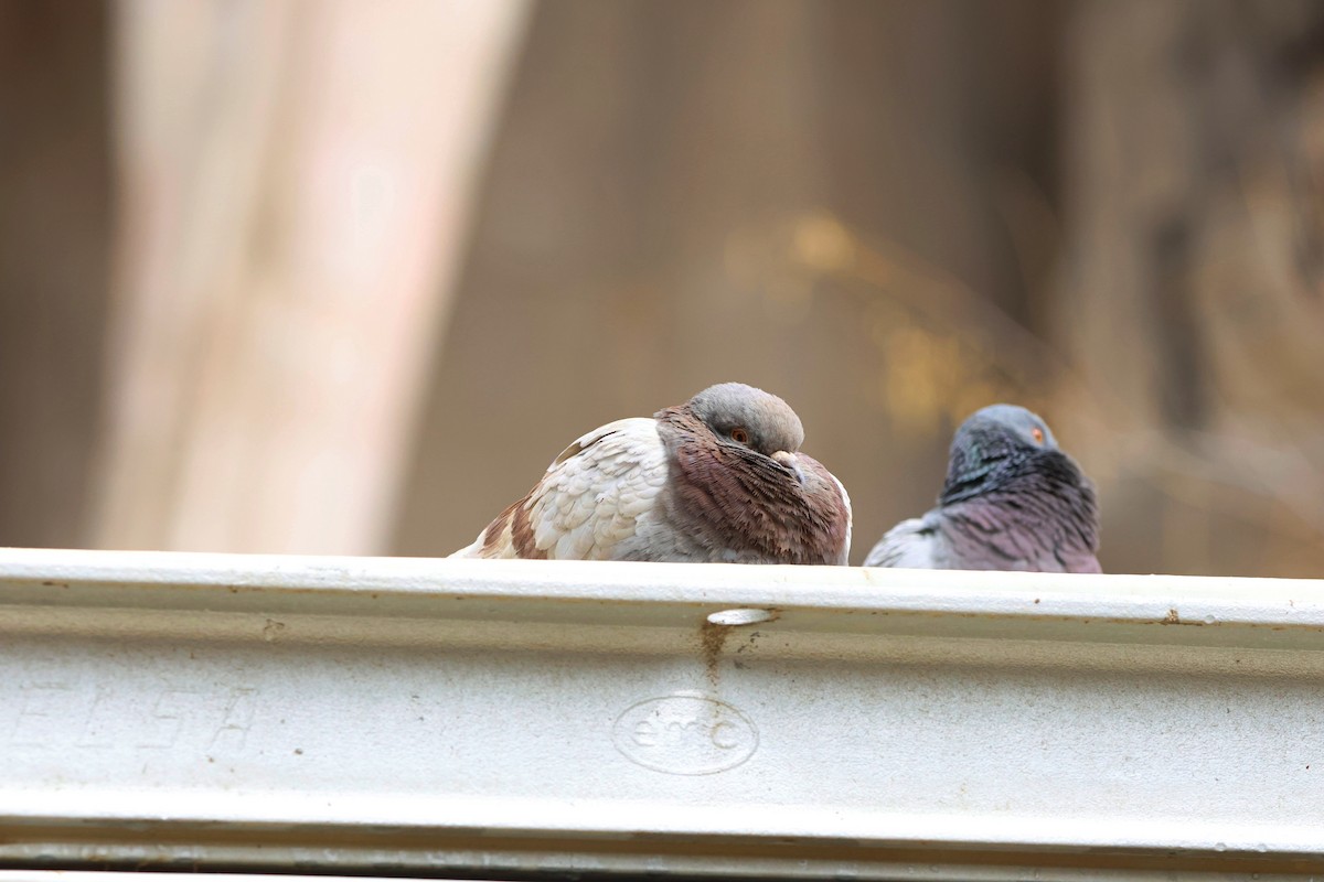 Rock Pigeon (Feral Pigeon) - ML617405448