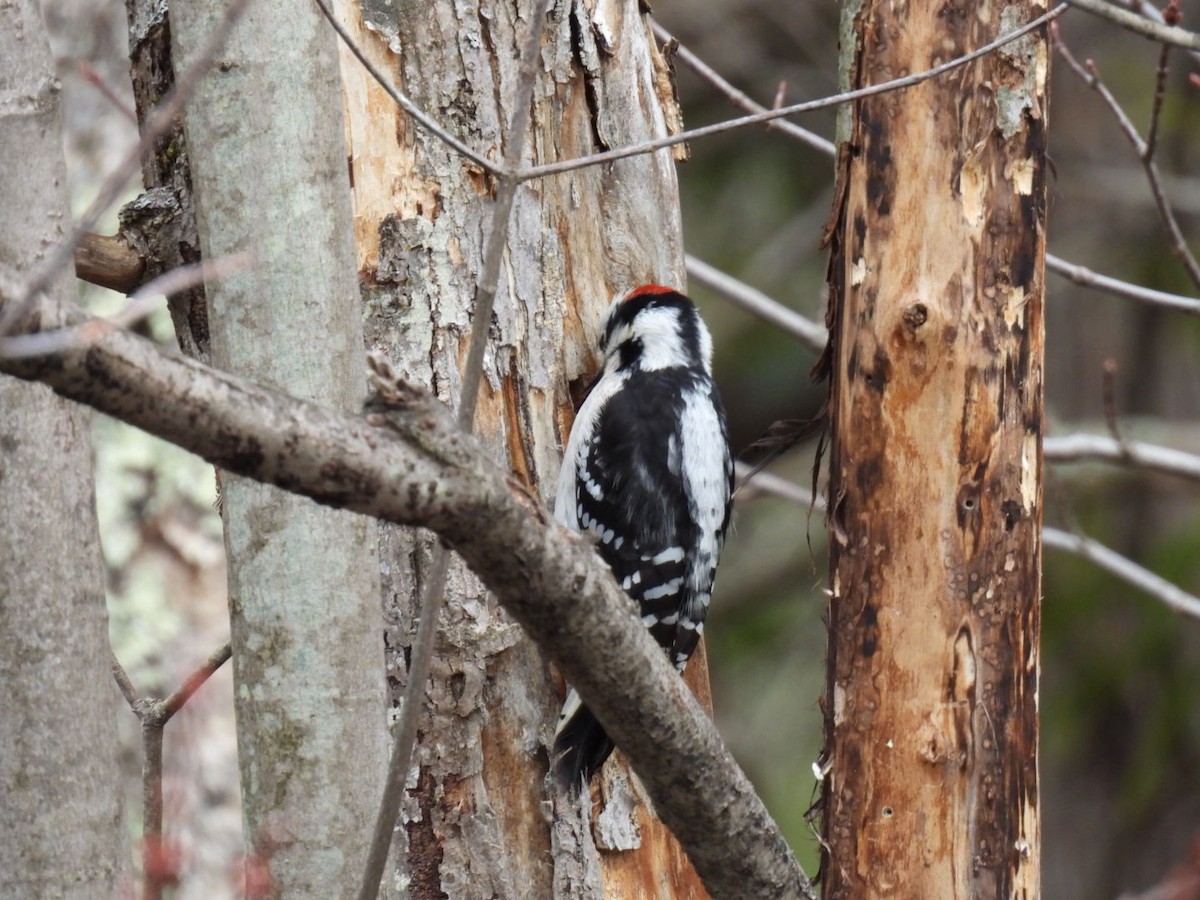 Downy Woodpecker - ML617405515