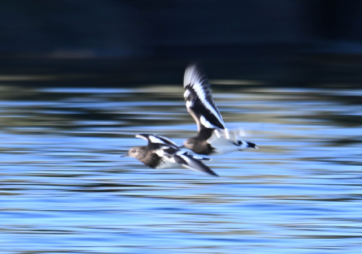 Black Turnstone - ML617405521