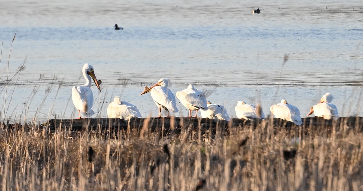 American White Pelican - ML617405530