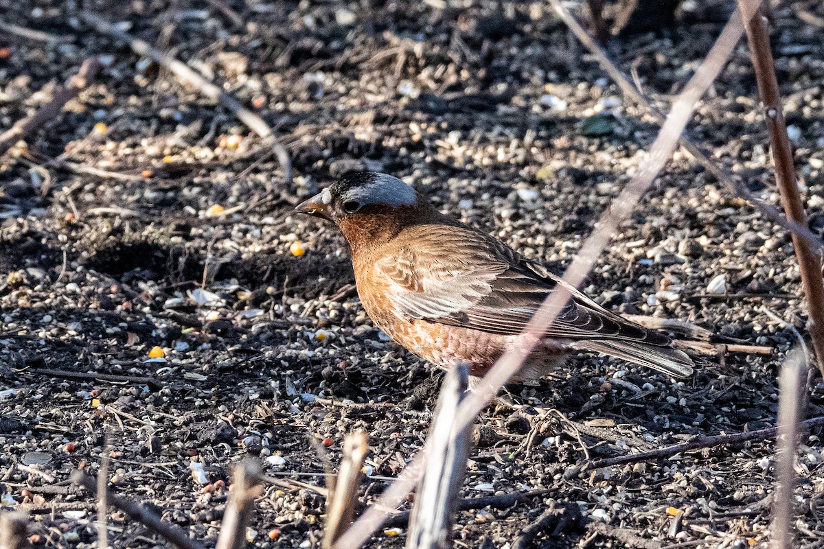 Gray-crowned Rosy-Finch - Phyl Richert