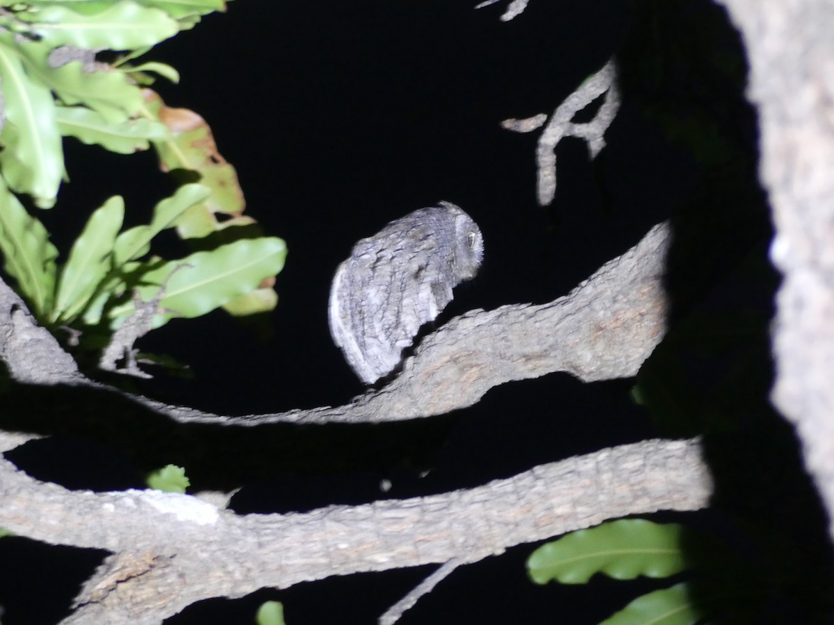 African Scops-Owl - Peter Dunwiddie