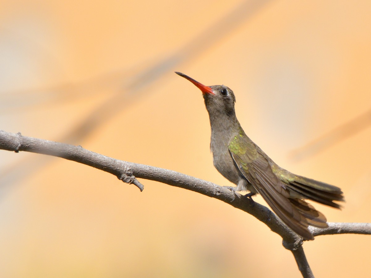 Dusky Hummingbird - Isain Contreras