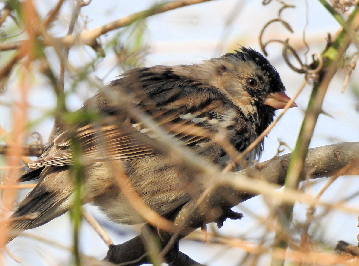 Harris's Sparrow - ML617405600