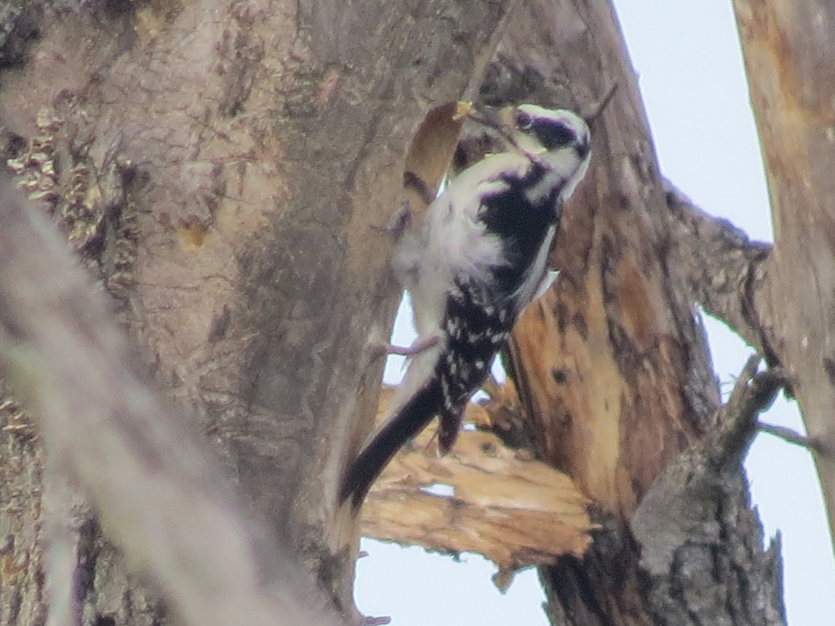 Hairy Woodpecker - ML617405618