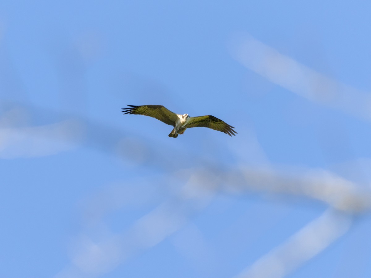 Osprey - ML617405621