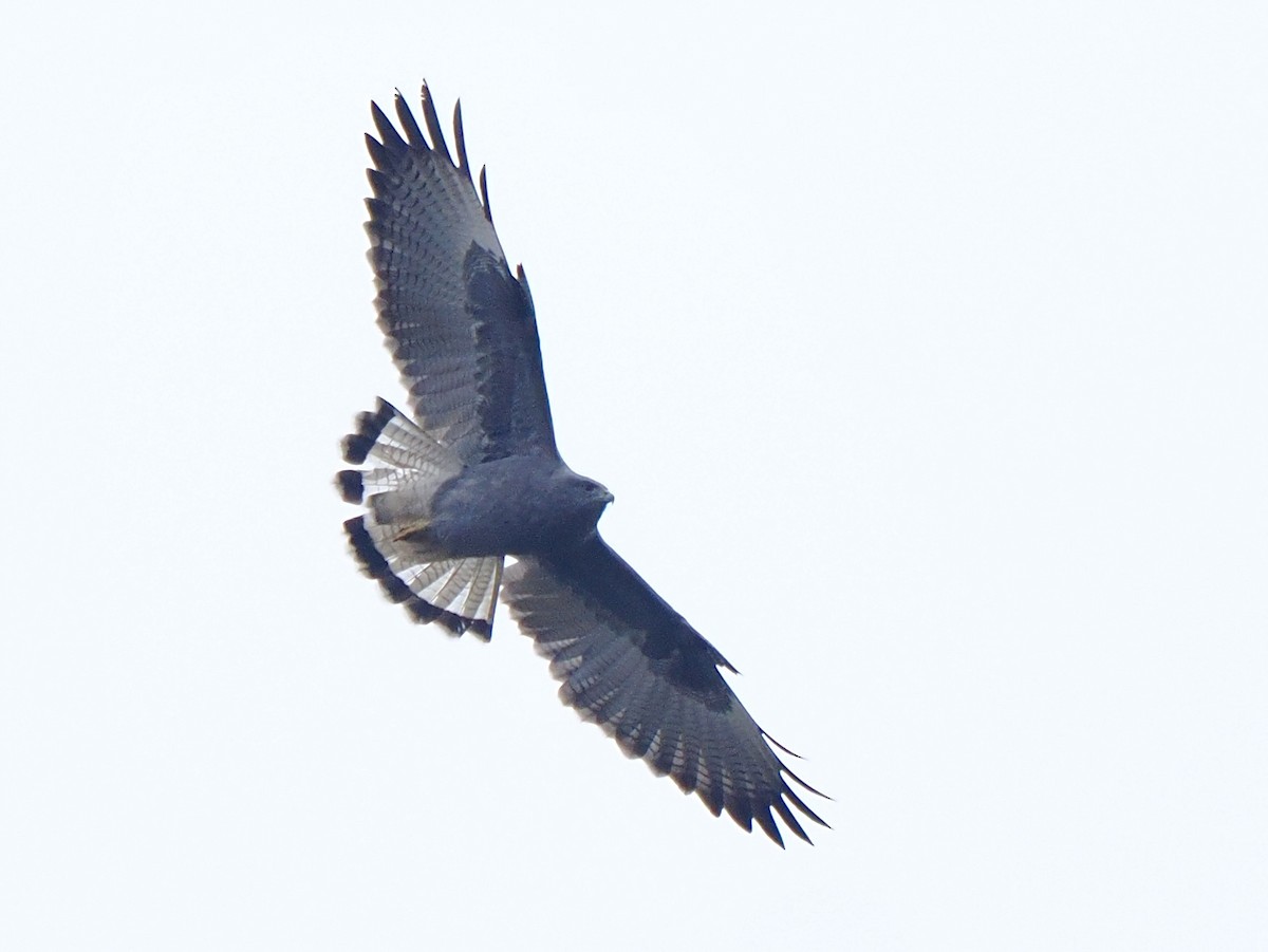 Variable Hawk (Puna) - ML617405638